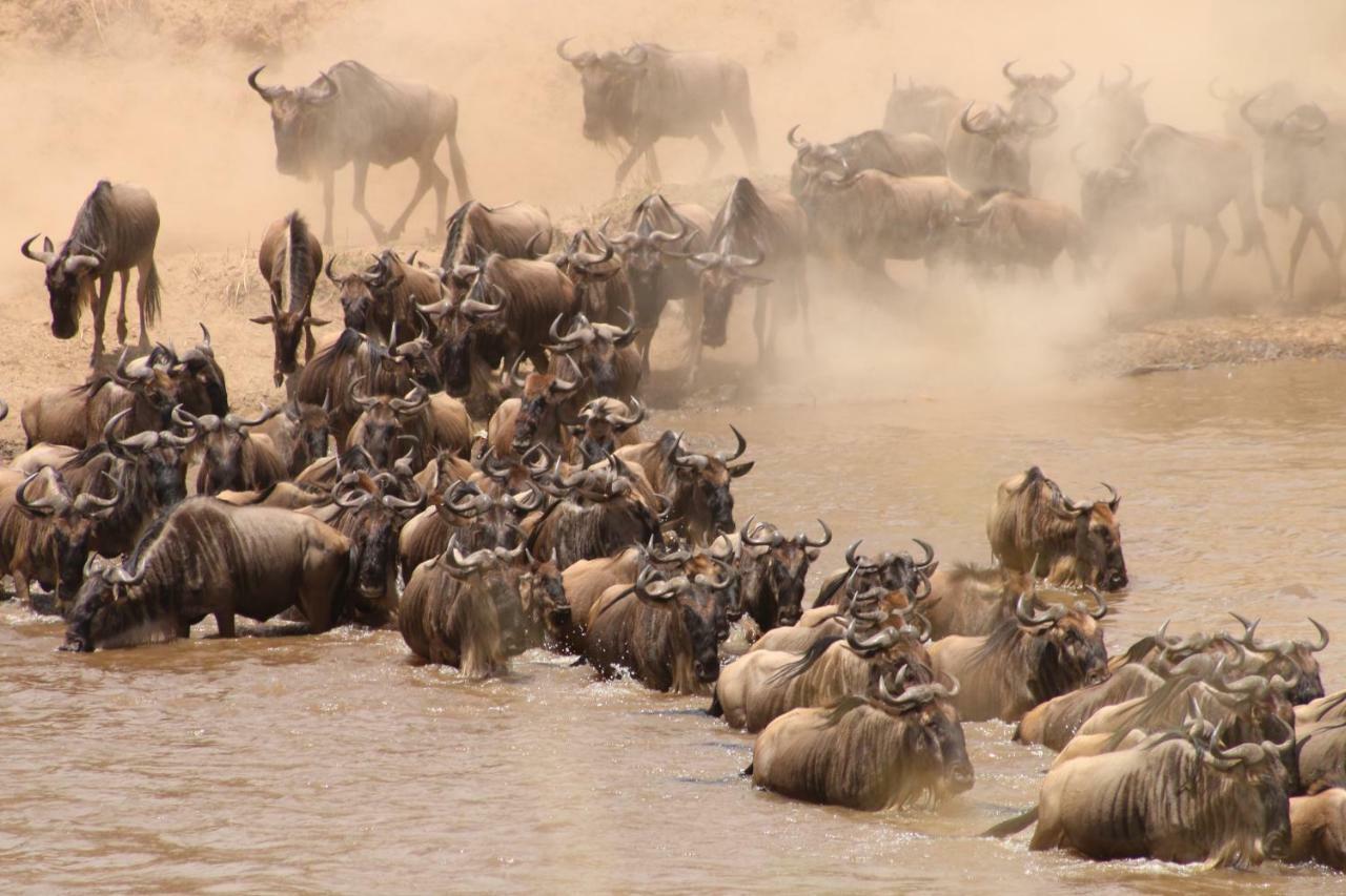 Gnu Mara River Camp Serengeti Luaran gambar